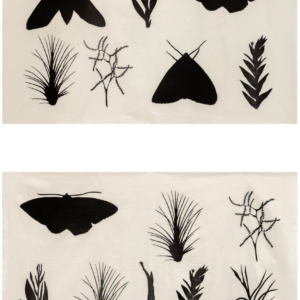 «BROMELIADS AND MOTHS» LUCIA PRUDENCIO
